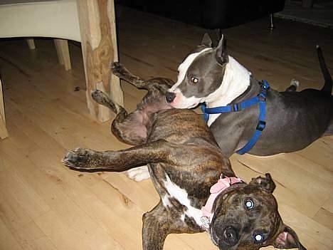 Amerikansk staffordshire terrier Zoe - Zoe og hendes kæreste Isaac billede 2