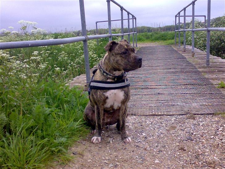Amerikansk staffordshire terrier Zera(ny ejer Janni) - Her har jeg overblikket billede 19