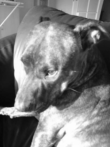Amerikansk staffordshire terrier Zoe - Mor jeg er træt og gider virkelig ikke med lige nu... billede 3