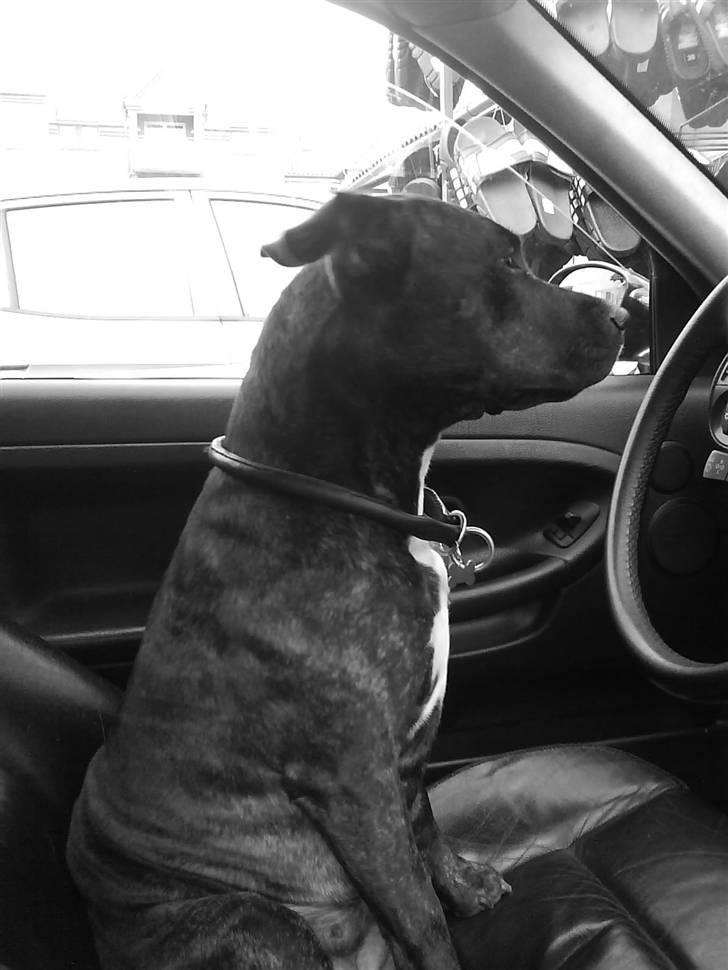Amerikansk staffordshire terrier Zoe - Der er vel en connie i os alle:-) billede 4