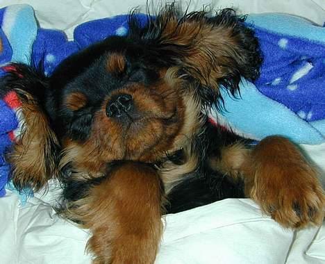 Cavalier king charles spaniel Grand Marica Kijafa - Kijafa var fast sengekammerat med vores søn Bjarke, som har tagt billedet. billede 1