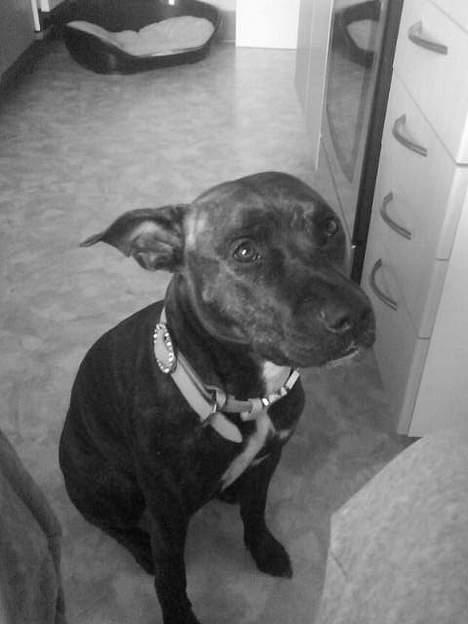 Amerikansk staffordshire terrier Zoe - Ligner jeg en der er noget ondt i??? billede 5