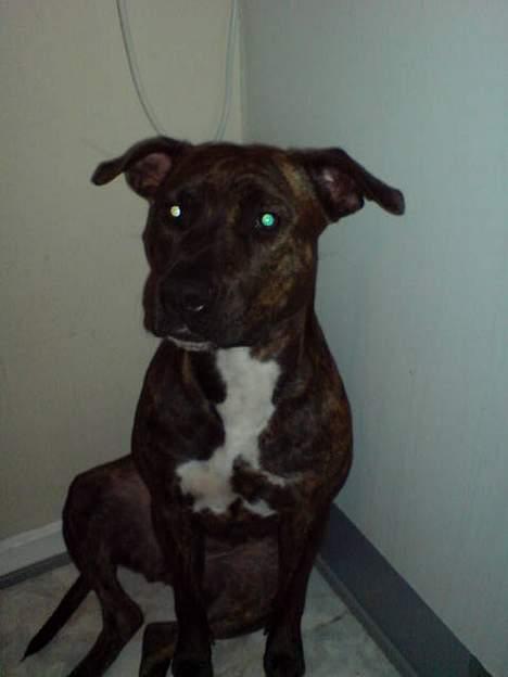 Amerikansk staffordshire terrier Zoe - Det er så når jeg skammer mig, hvis jeg er kommet til at lave ulykker:-) billede 6