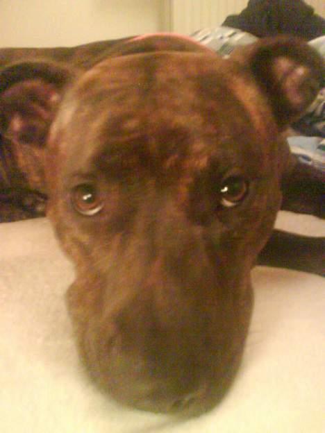 Amerikansk staffordshire terrier Zoe billede 7
