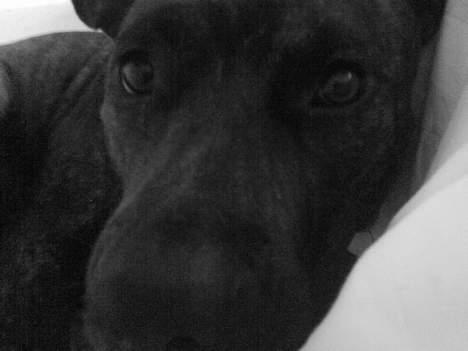 Amerikansk staffordshire terrier Zoe billede 8