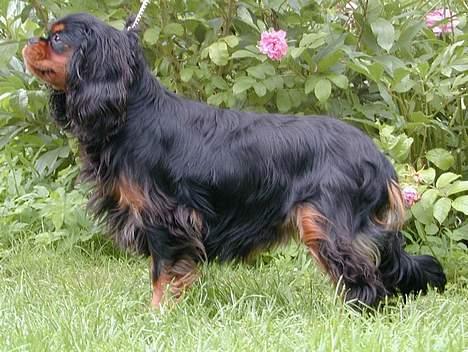 Cavalier king charles spaniel Grand Marica Kijafa - Kijafa træner til udstilling - er hun ikke bare smuk? billede 2