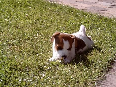 Jack russell terrier Tjiko R.I.P billede 12