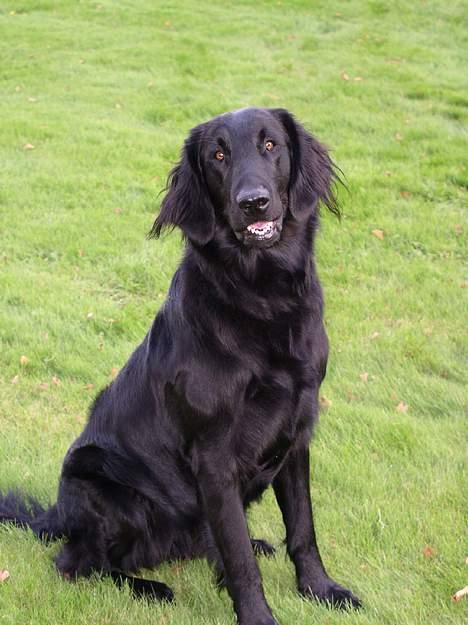 Flat coated retriever Samson - Her  sidder han da pænt... =) billede 1