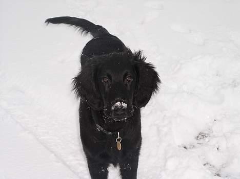 Flat coated retriever Samson - et billede fra da han var hvalp... billede 2