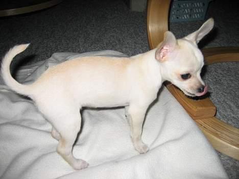 Chihuahua Mischa - lækker lækker billede 10