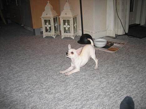 Chihuahua Mischa - Kan vi ikke bare sige jeg Ligger helt ned nu? Og giv mig så den godbid... billede 11