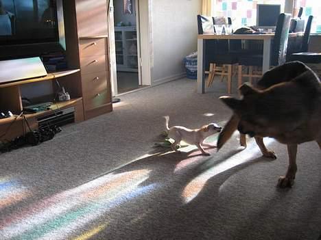 Chihuahua Mischa - jeg elsker at rive duddi i halen... billede 12