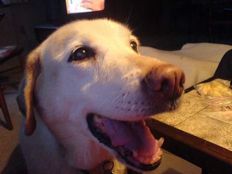 Blanding af racer Kwai (død) - Her er miin dejlige Kwai <3 billede 1