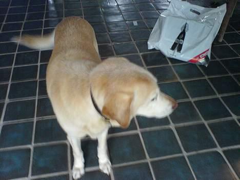 Blanding af racer Kwai (død) billede 2