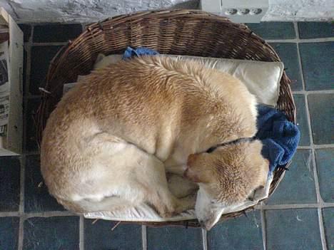 Blanding af racer Kwai (død) billede 4