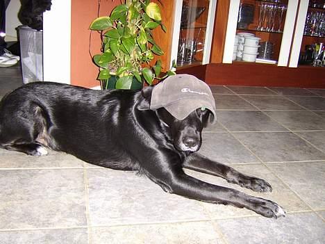 Blanding af racer Balloo billede 11