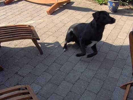 Blanding af racer Balloo - Ja, fandt lige noget spændende.. Skulle skynde mig.. billede 12