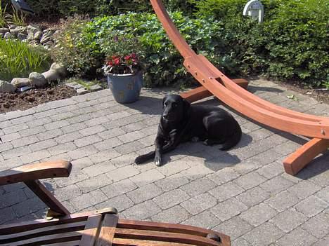 Blanding af racer Balloo - Åh, dejligt med noget sol.. billede 13