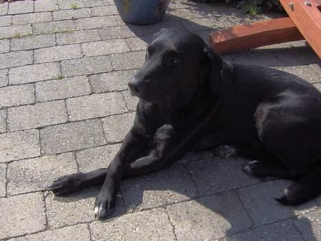 Blanding af racer Balloo billede 14