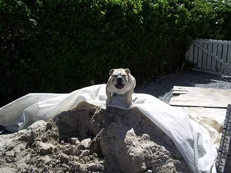 Fransk bulldog Hanibal - brormand billede 8