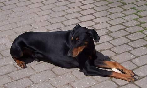 Dobermann Zeus billede 14