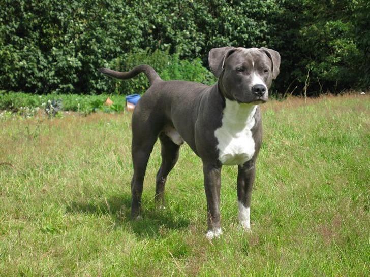 Amerikansk staffordshire terrier ... - Kody drengen billede 1