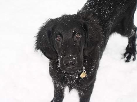 Flat coated retriever Samson - igen et billde fra hvalp vildt cute!! billede 3