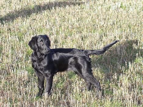 Flat coated retriever Samson - ej  hvor står han pænt.... billede 4