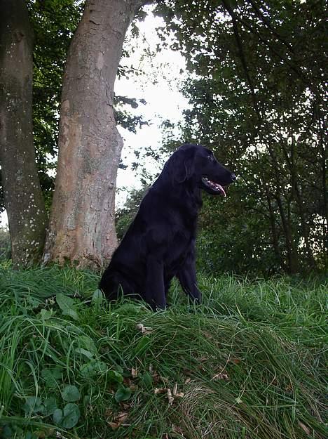 Flat coated retriever Samson - sidder og kigger på min høj "er alt som det skal være" billede 6