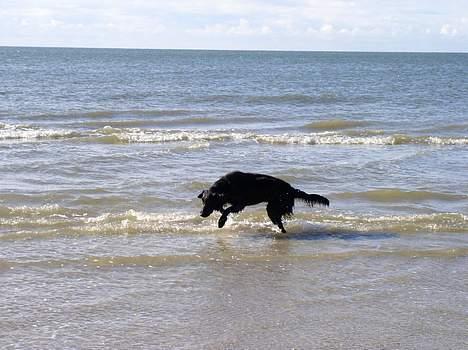 Flat coated retriever Samson - leger med vandet på Fanø billede 7