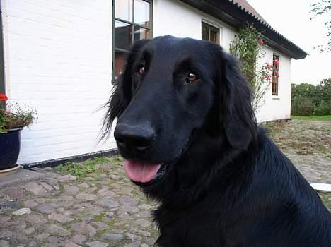 Flat coated retriever Samson - "Davs" billede 8