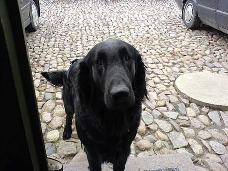 Flat coated retriever Samson - Hej il du med ud og lege? billede 9