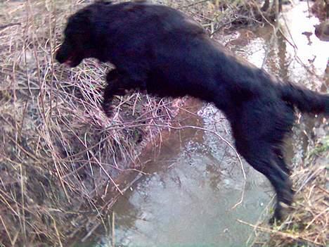 Flat coated retriever Samson - ja der spranger han så over bækken...XD billede 11