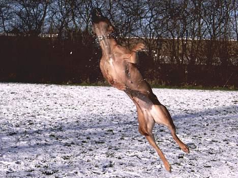 Blanding af racer ... - Se hvor højt jeg kan hoppe billede 7
