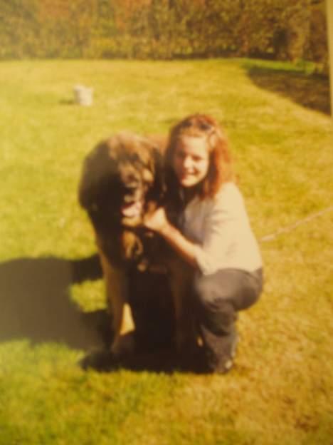 Leonberger khaimas´ cho cachou - med mobilen, så det er ikke så godt. billede 3