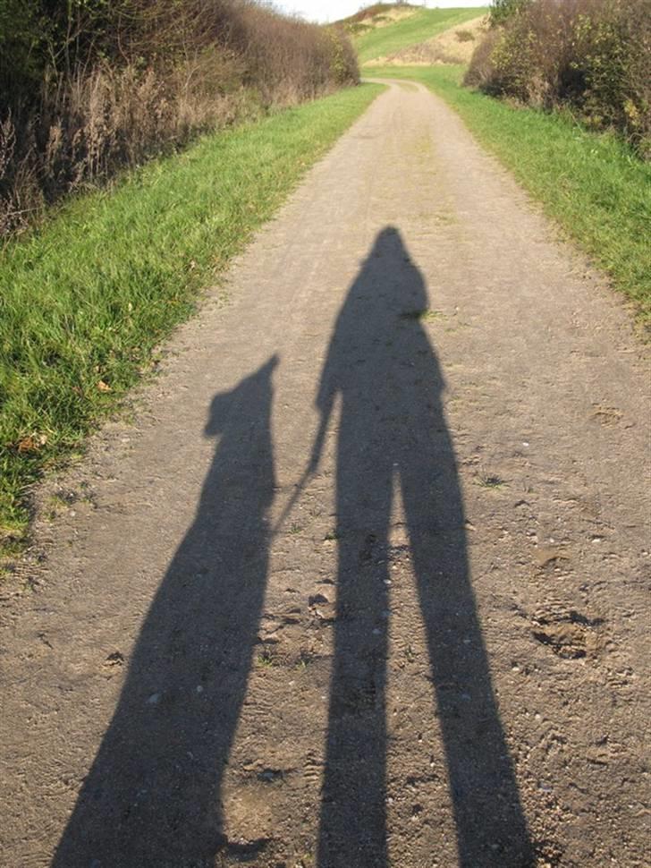 Blanding af racer Mollie 15/3-03 - 4/7-08 - Skyggerne af Mollie og jeg  billede 18