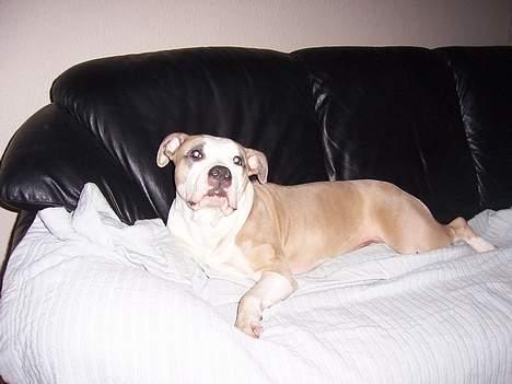 Amerikansk staffordshire terrier Raini billede 8