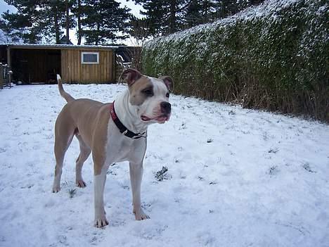 Amerikansk staffordshire terrier Raini billede 9