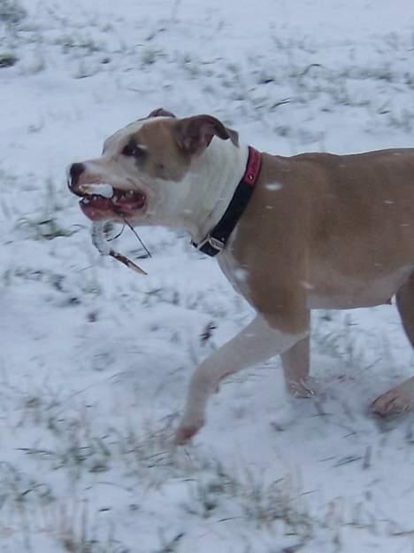 Amerikansk staffordshire terrier Raini billede 10