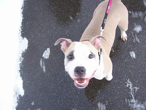 Amerikansk staffordshire terrier Raini billede 11