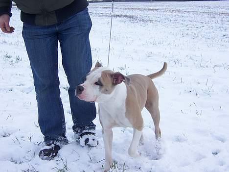 Amerikansk staffordshire terrier Raini billede 12