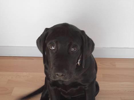 Labrador retriever Charlie - Nu gider jeg altså ikke at du tager flere billeder!!! billede 1