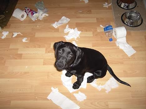 Labrador retriever Charlie - Jeg har ikke gjort noget :o) billede 2