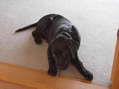 Labrador retriever Charlie - Ser jeg ikke sød ud?!   Er heller ikke så gammel her :o) billede 3