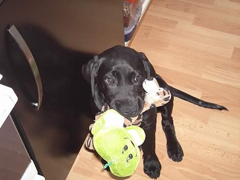 Labrador retriever Charlie - Årh to bamser på en gang! billede 4