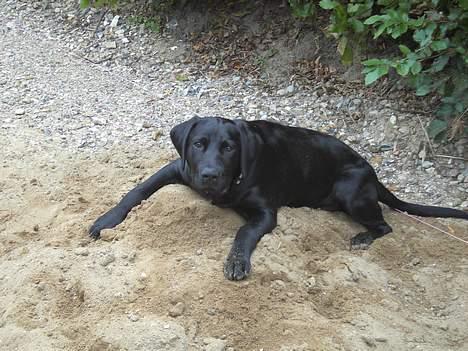 Labrador retriever Charlie - Skal vi lege??? billede 5