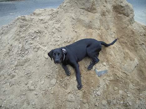 Labrador retriever Charlie - Jeg elsker sand... billede 6