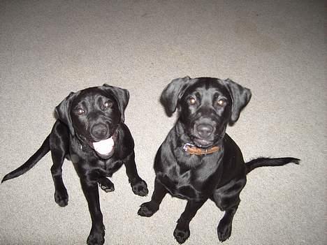 Labrador retriever Charlie - Det er min søster til højre, min rigtig gode legekammerat.  billede 7