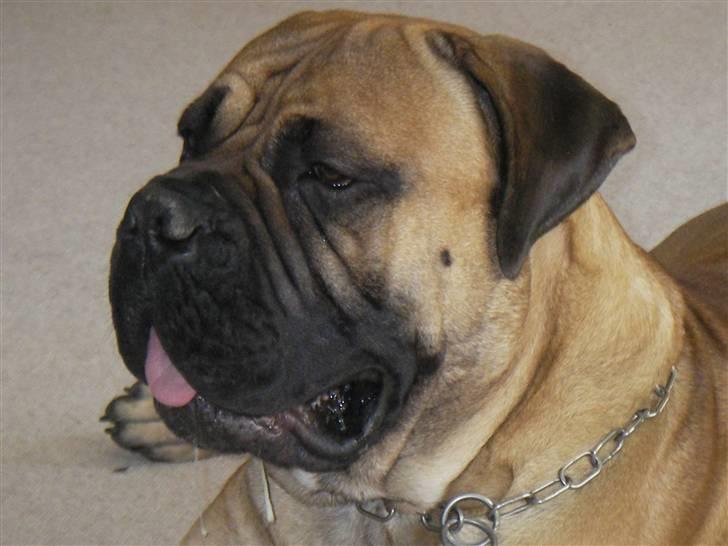 Bullmastiff Gizmo R.I.P - NYT billede 1