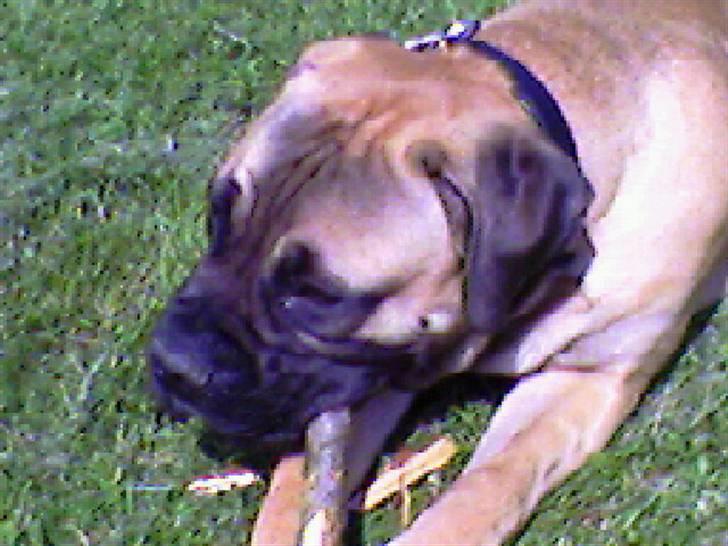 Bullmastiff Gizmo R.I.P - NYT billede 3